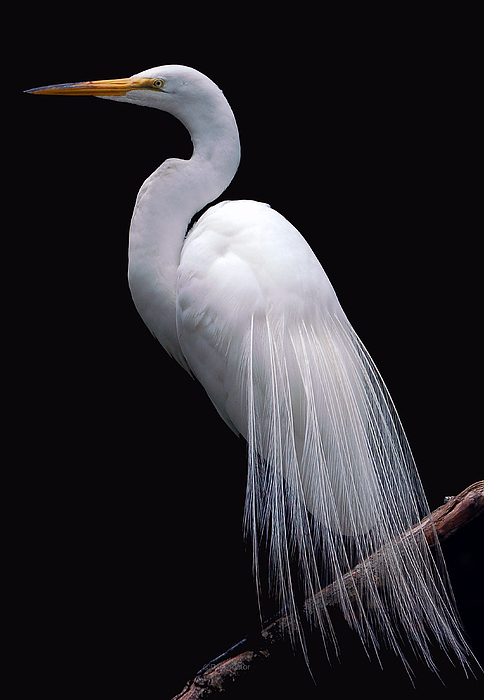 Great Egret II by Donna Proctor Great Egret II by Donna Proctor